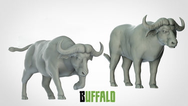 Buffaloes